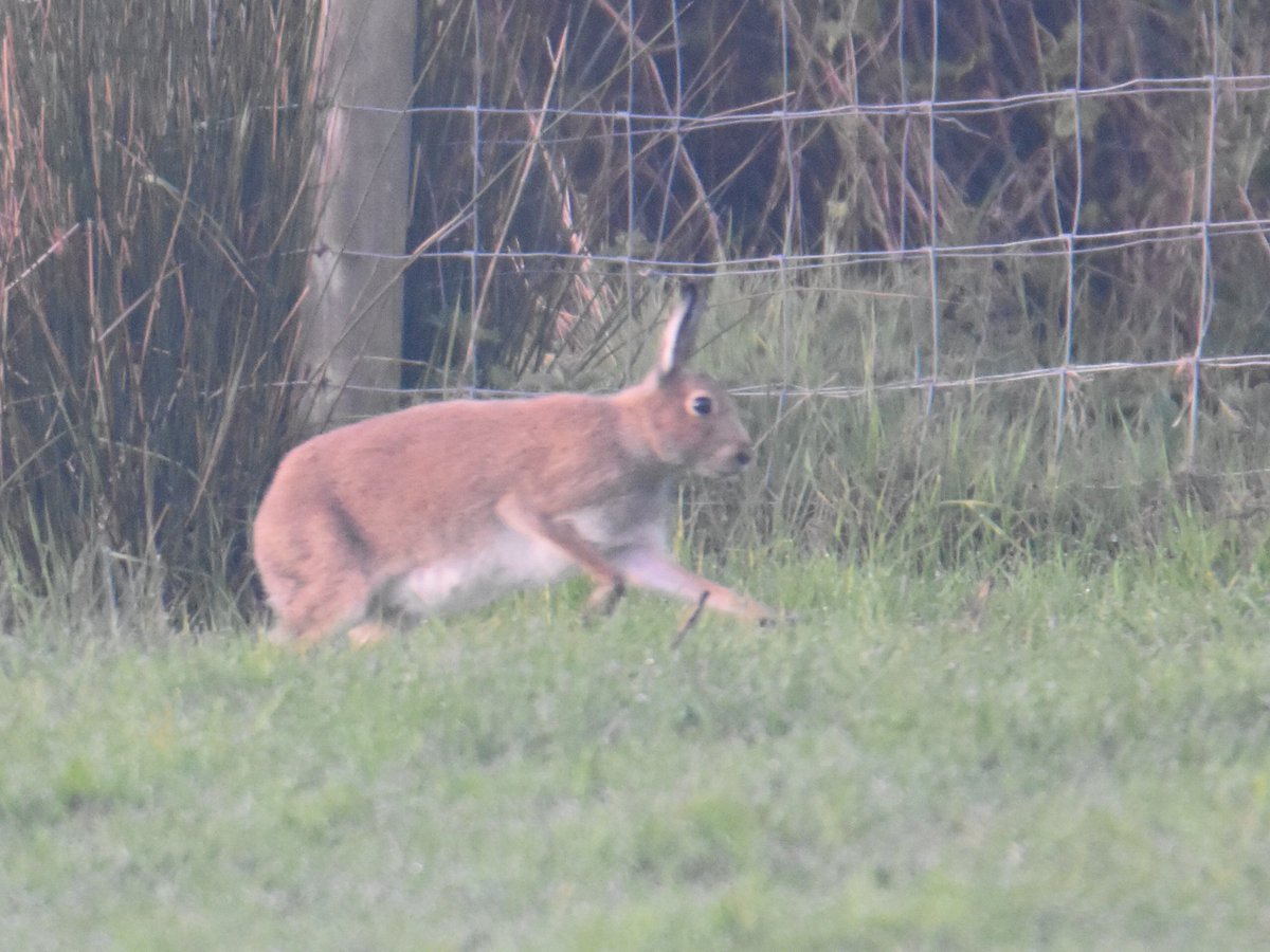 MartinM79510567's tweet image. Hare out and about this morning Newcastle beach #wildlife #Wicklow #Ireland