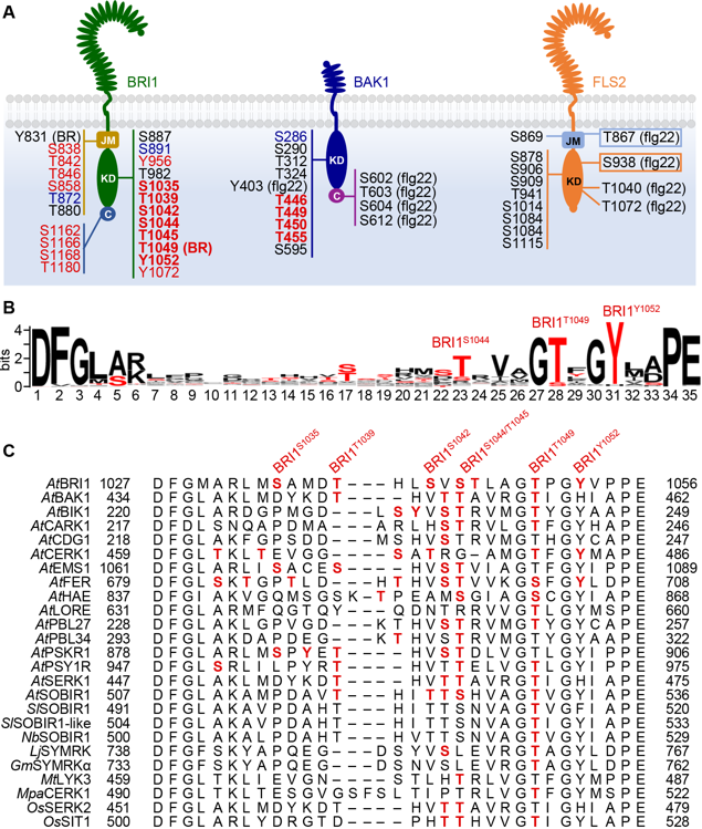 MPlantPCom's tweet image. Receptor-like protein kinases in plants: Post-translational regulation and functional effects #review #MolecularPlant cell.com/molecular-plan…