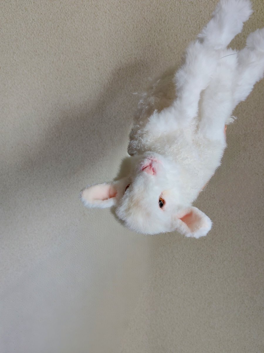🐑笑ってるね…なんでだろ？笑
残すところヒヅメだけになったのでこの子はここまでで一旦おやすみ。今夜から2匹目の🐑さんボディ制作に入ります✨️
#アートドール
#ひつじ