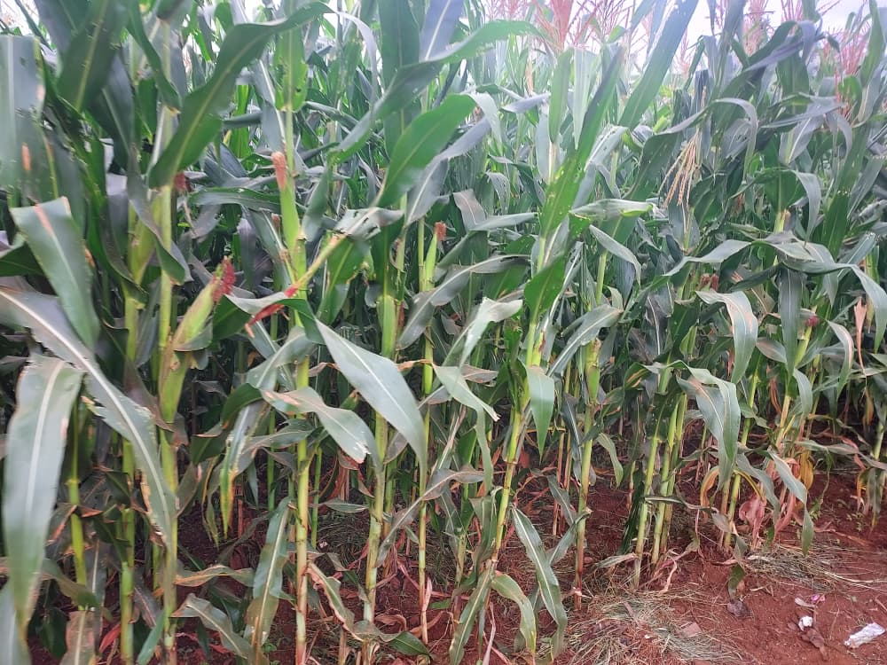 Kabare Sector/KAYONZA DISTRICT tweet media