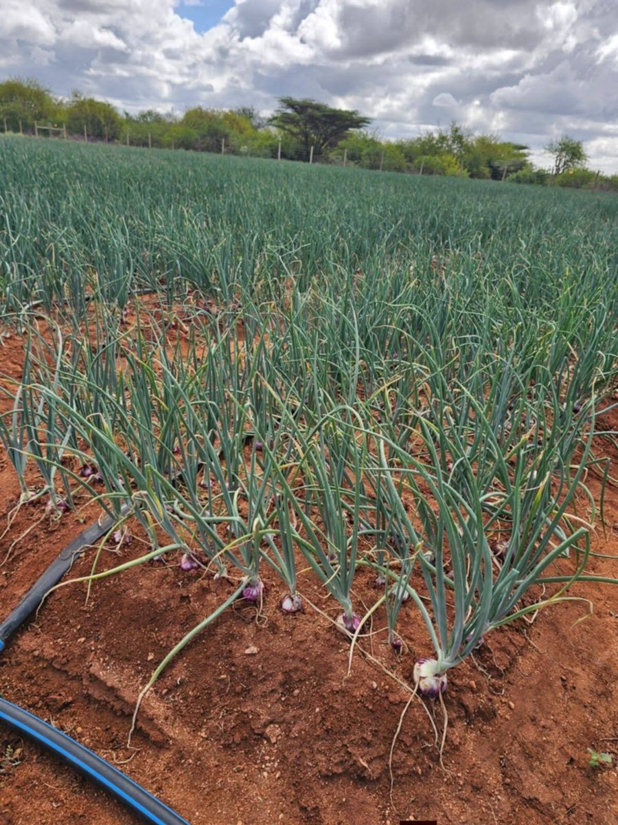 Happy_kulayo's tweet photo. In the heart of the dry and often unforgiving lands of Garbatulla, where harsh sun and scarce rainfall have long defined daily life, a quiet transformation is taking place one driven by determination, unity, and vision. The taiboto self help group is changing the narrative. https://t.co/wQdg3X6xmY