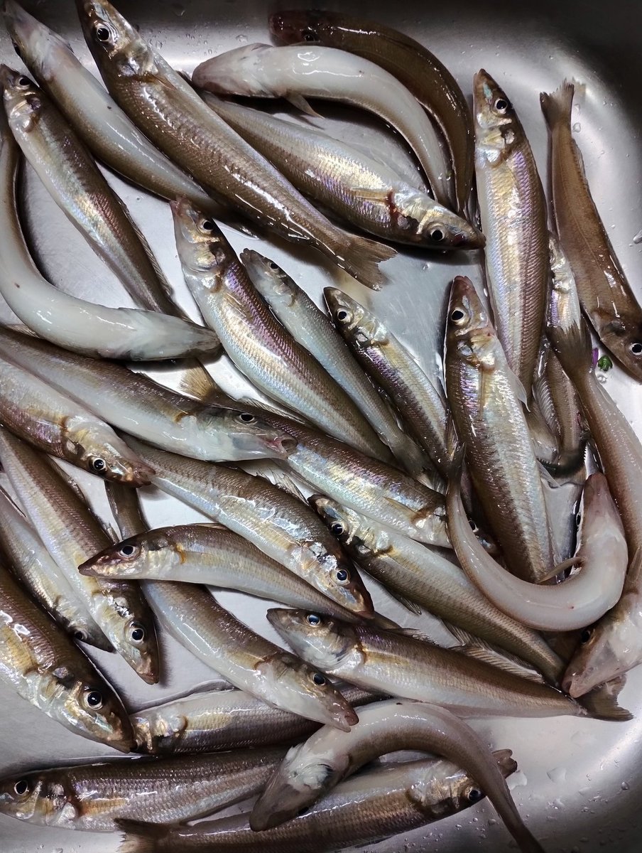 TAKA_IMAGE's tweet photo. 今日は本牧でキス釣り🐟️夜飯が楽しみだ😆 https://t.co/UM3jPVNhnh