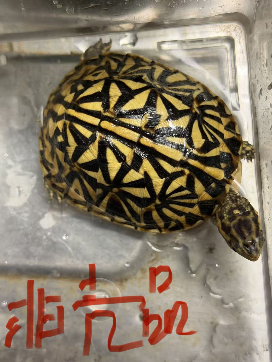 フロリダハコガメ2025CB
第４枚非売品の兄弟です。
ご興味のある方はDMしてくださいね♪

#フロリダハコガメ