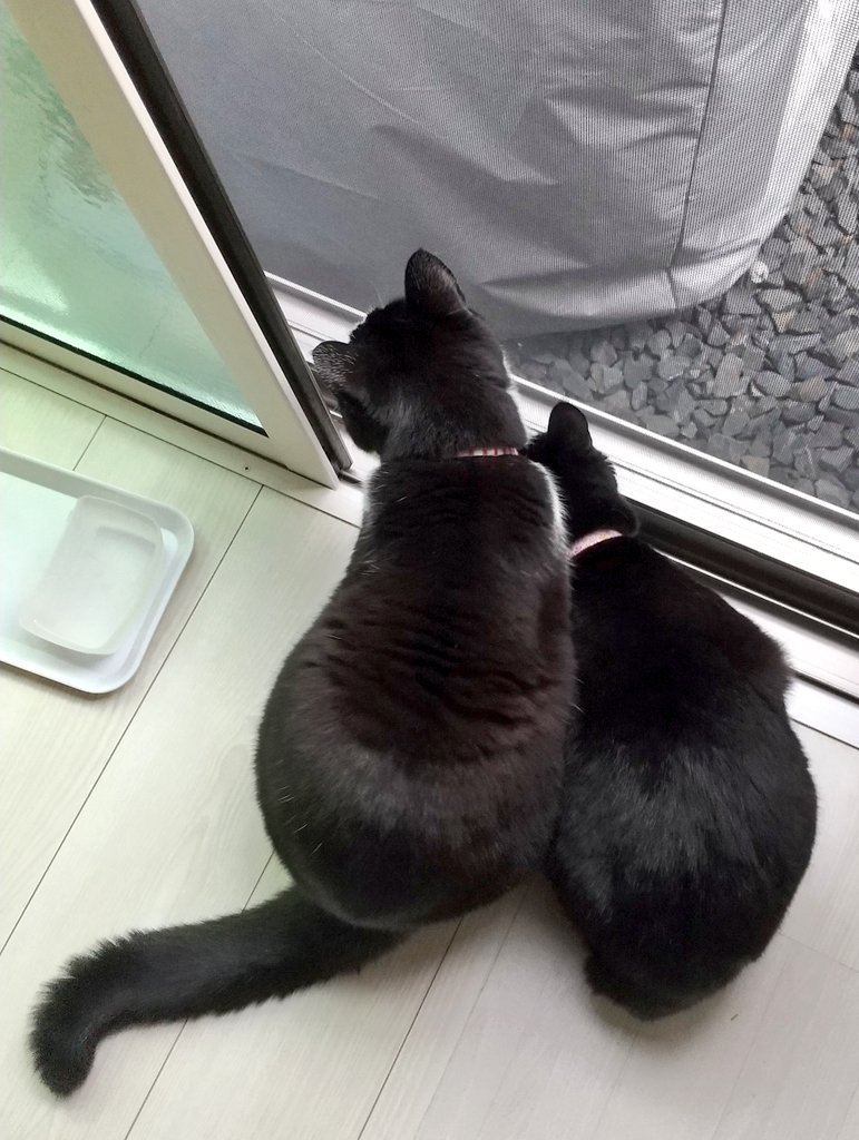 フォーリィン tweet media