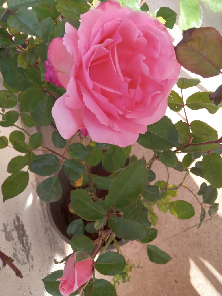 Sam_Soma tweet media