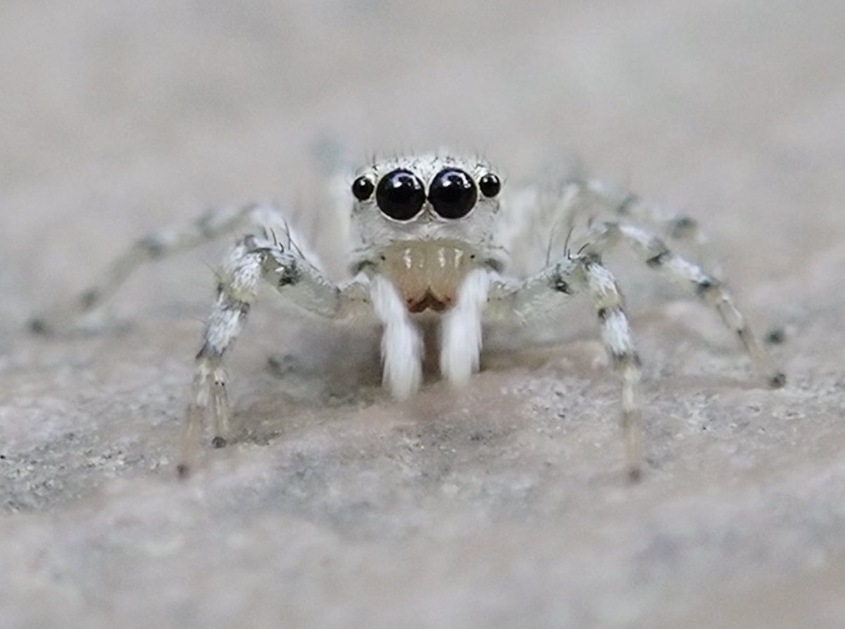 🐞🐛ひかる🕷🐝クモさんなど節足動物🕷 tweet media