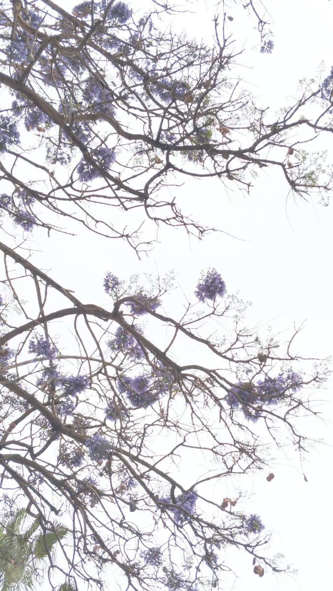 Jacarandas en flor are my passion. 🪻💜