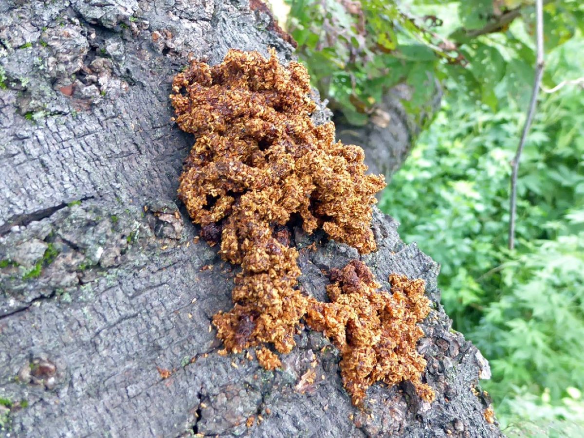 サクラ・ウメを守るために、クビアカツヤカミキリ(国の特定外来生物に指定)を見つけたらご連絡ください。
サクラやウメの木を食害し、枯らす恐れがあります。
成虫や幼虫のすみかを示す木くずとフンが混ざったフラスを見つけたら、みどり政策課へご連絡ください。
city.setagaya.lg.jp/02074/31779.ht…
#世田谷