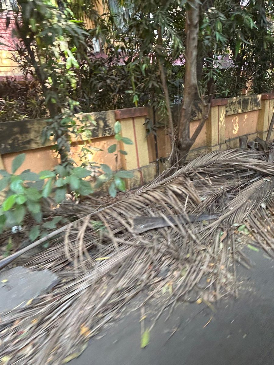 SentinelWachter's tweet image. This has been lying here for more than a month now and this place everytime is like this Please see that this dump is not repeated here @mybmchealth @mybmc @mybmcInfra This where your #bmc sweepers also dump the coconut leaves and residents from #diamond building dumpy the leaves