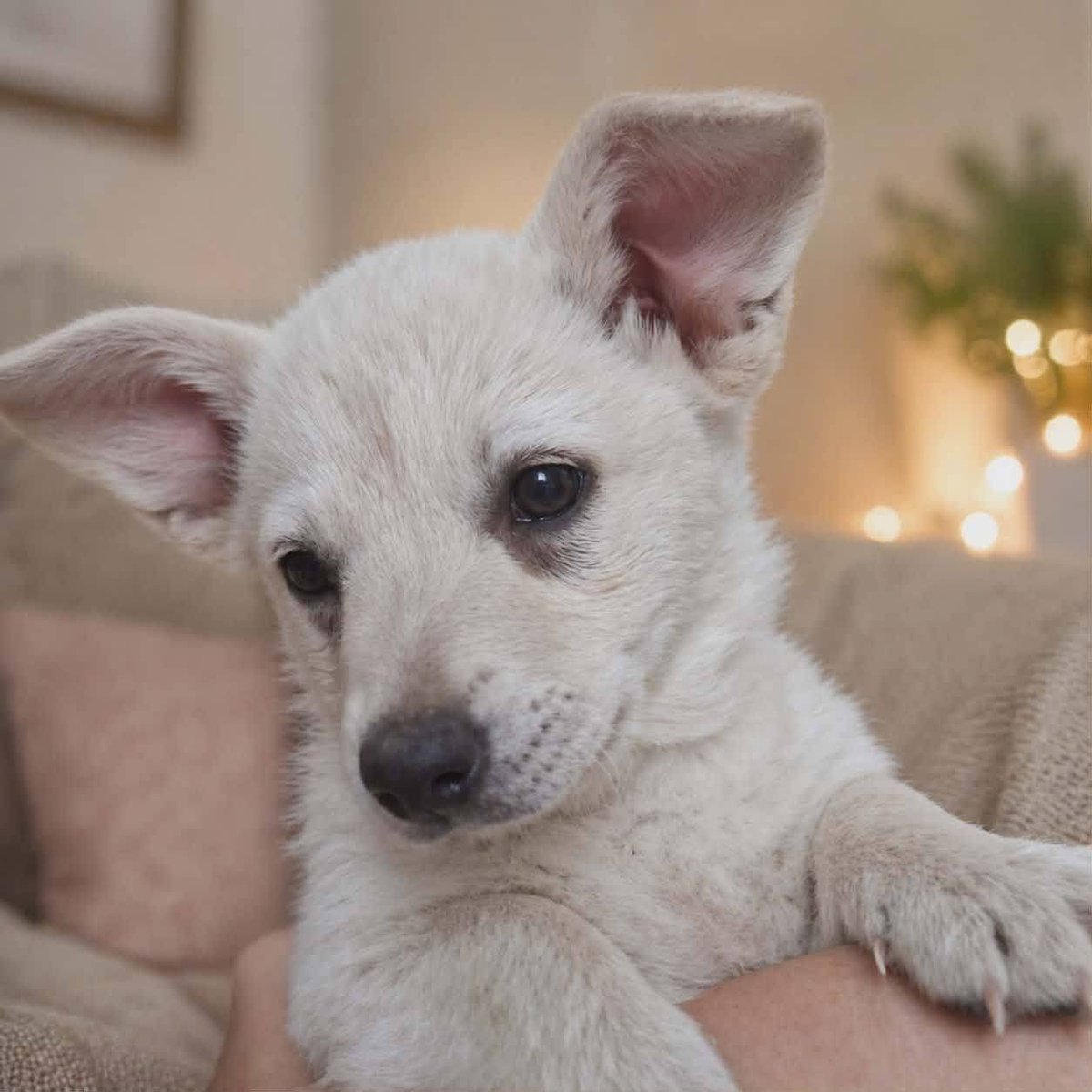 Mal 🇵🇱 ✡️ 🇮🇱 tweet media