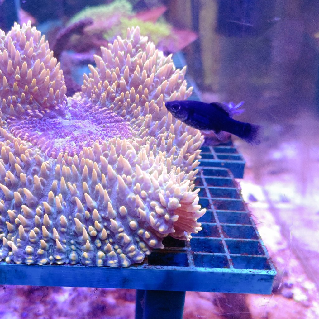お魚倉庫 tweet media