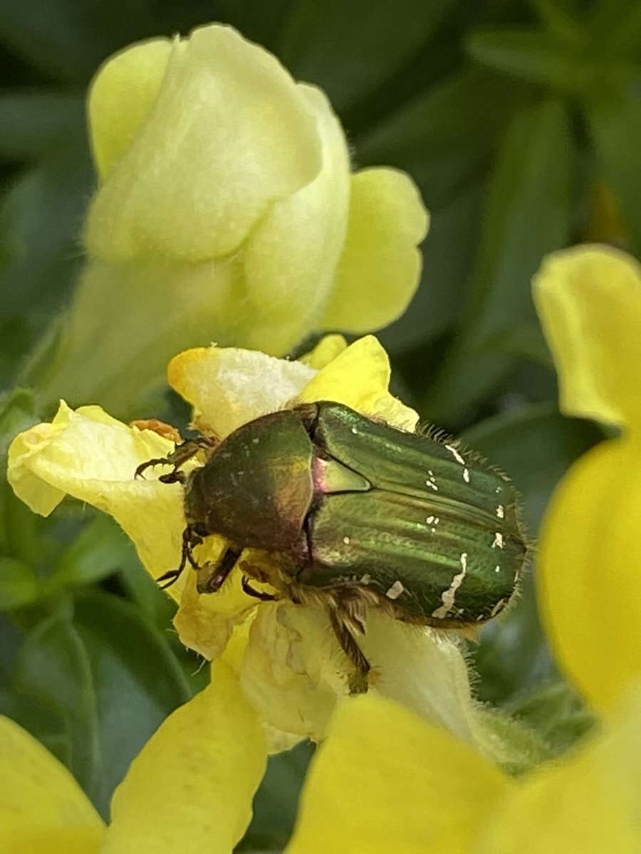 この子は益虫！
花を食い荒らす害虫コガネムシとそっくりだけど、真逆のウエルカムな益虫ハナムグリ👈🏻去年学びました😆