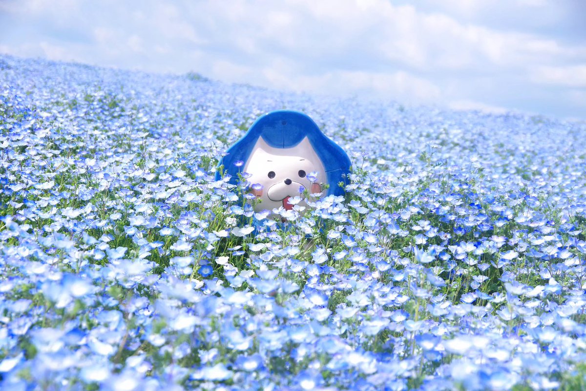 S_____yoshi's tweet photo. #ネモフィラ祭り

ネモニャンかわいい♡

#写真
#大阪 https://t.co/oDgWl8Ra2X