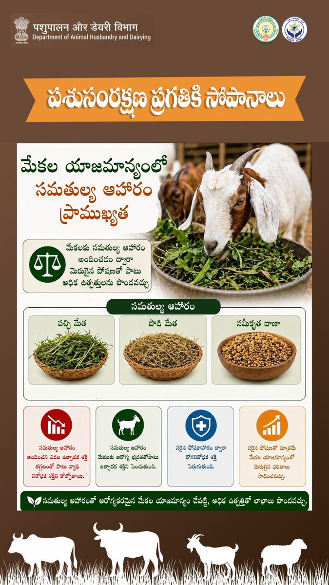 APAHD2024's tweet image. లాభసాటి మేకల సంరక్షణకు - యాజమాన్యం లో చేపట్టవలసిన జాగ్రత్తలు 
#Progress #LivestockCare #FarmersOfIndia 
#andhrapradesh #apahd2024 #sheepAndgoat
#goat #ap