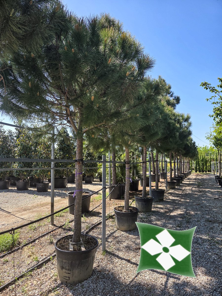 Zini_Piante's tweet photo. Pinus pinea
Pépinières Zini Piante - Pistoia - Italie
https://t.co/L0ytbLqjrl https://t.co/9DzDlIC6yx