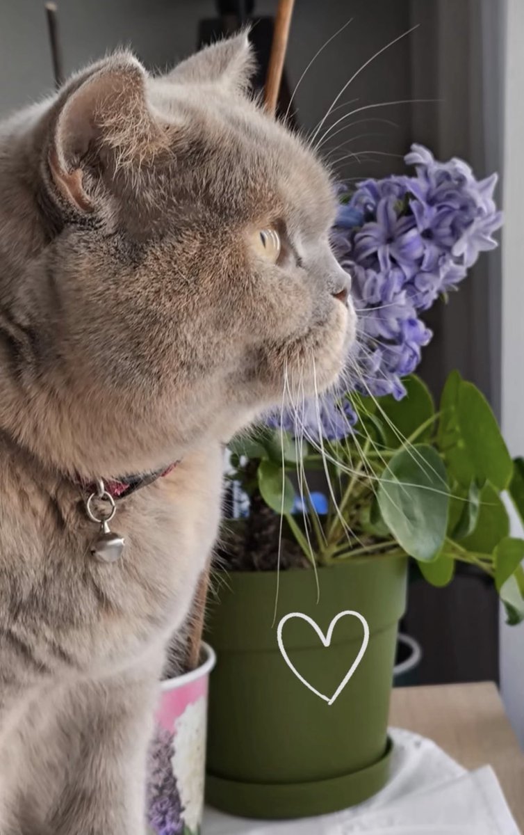 svmgrl's tweet photo. Minnoş canlıları sevdiğim doğrudur. Şu güzelliğe bakın.😻 #salı #mutlugünler https://t.co/xtius1qlvi