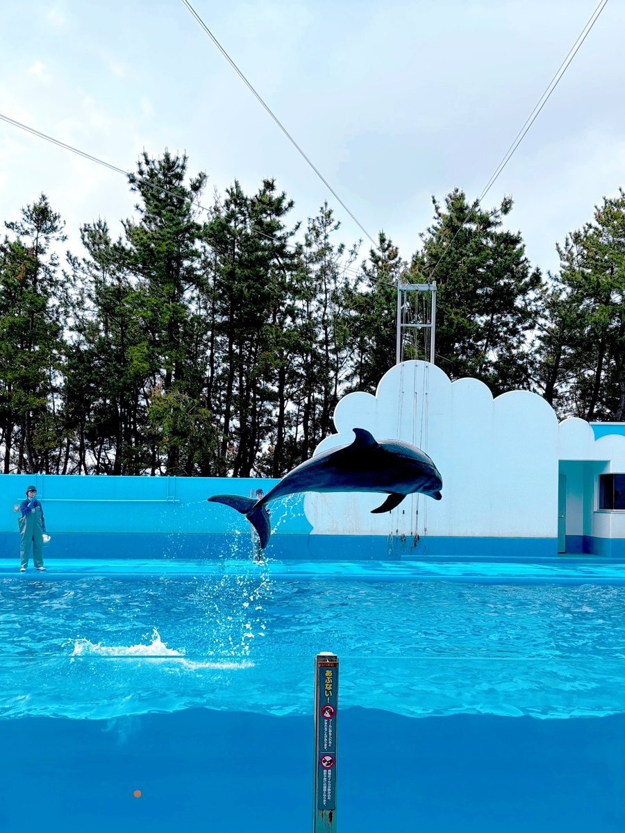 イルカショー楽しい🐬