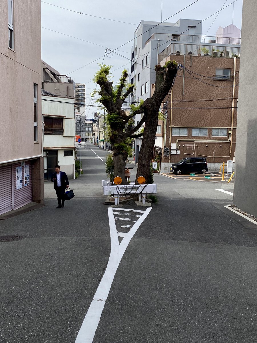hatolier_camera's tweet photo. 玉造駅裏、2車線のど真ん中を塞ぐように双木が立っている。ガードレールに当たらないよう車が慎重に通過していく。生活路地の異空間。 https://t.co/VRF1T85uJt