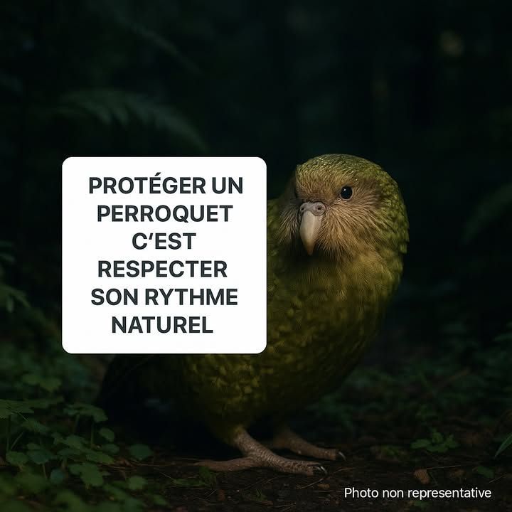 passionperrok's tweet image. Le kākāpō, oiseau en voie d’extinction, repasse de 51 à 242 individus. Preuve que l’espoir peut survivre au pire. 
#Perroquets #Conservation

buff.ly/rgaavTp