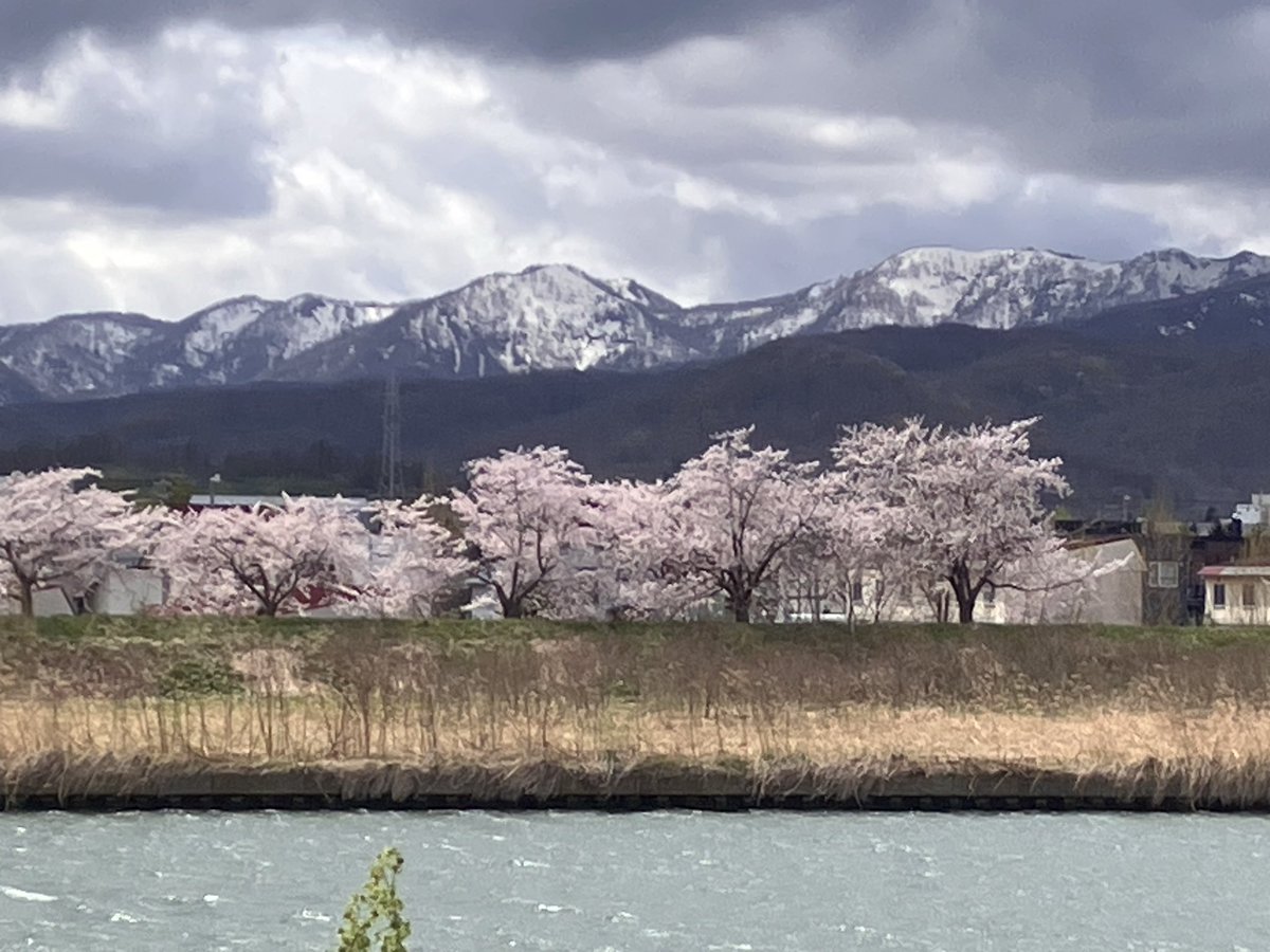 onsenmeshi2's tweet photo. 余市蒸溜所
見学後の試飲は、花見酒
贅沢なひと時🥃

余市川河川敷の桜は、��山とコラボ
北海道ならではの景色と思います🌸 https://t.co/I2RGJ47iYG