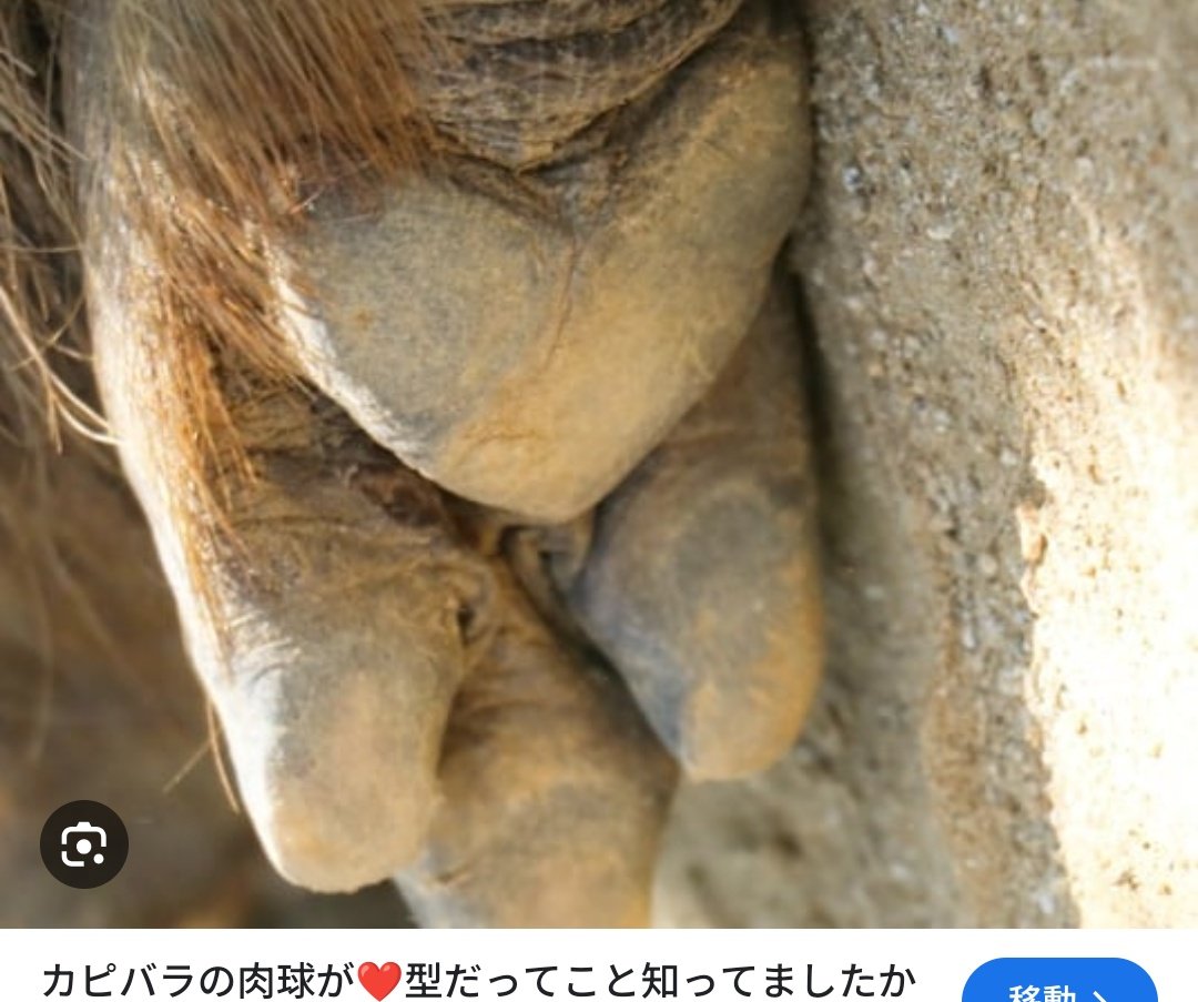 か～くん係長🦊 tweet media