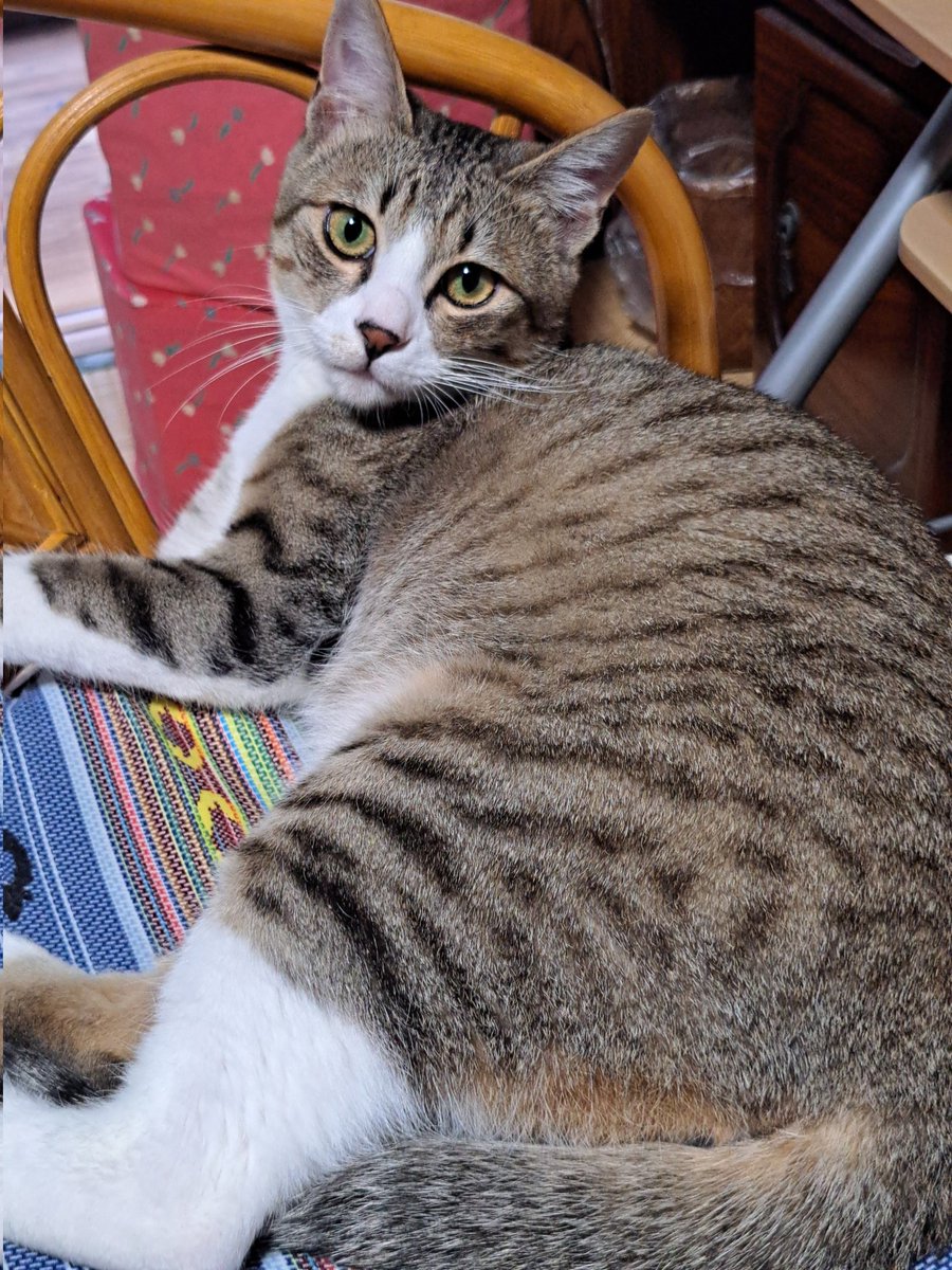 0804tamu's tweet photo. 4.2キロになったよ🐱
今朝、大暴れして障子を思いっきり破いたら、おばあちゃんにめっちゃ怒られたよ😢ごめんなさい😣
またやります😅

#猫のいる生活
#猫 https://t.co/HrVJ1gm87x