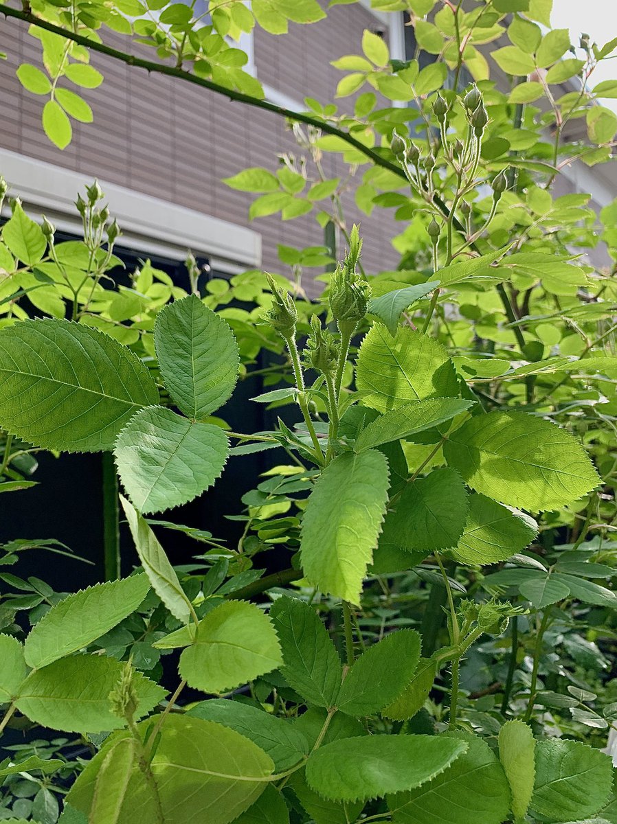 めっちゃ風強ぃぃ😂
28℃で涼しいけど枝が折れちゃうよ💨

風にオールドローズの香りが乗って🌹✨

パナッシュドゥドルレアン💕
飾り顎はモンテベロ💕