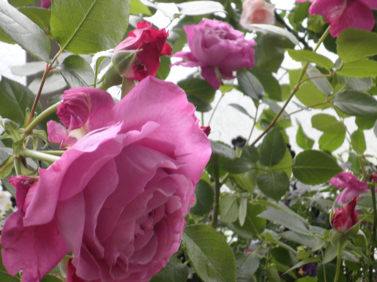 ofu_34rea's tweet photo. 薔薇が次々咲いてきました。ため息が出るくらい艶やかな花たちです。 https://t.co/NzQAxw1VX9