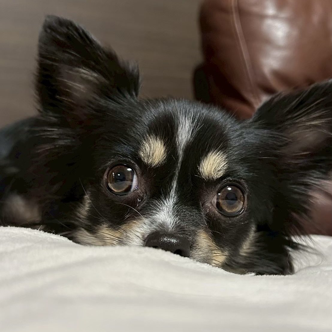 Naomiii@浅草石フリマ5/15・16💎4F/G-7 tweet media