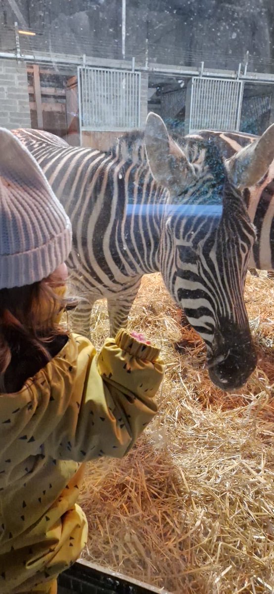 mtully21's tweet image. #DailyPictureTheme
#Z
Brody fascinated by #Zebra