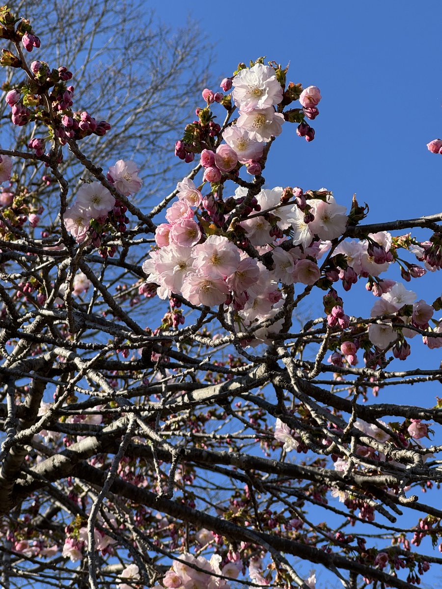 野良猫 tweet media