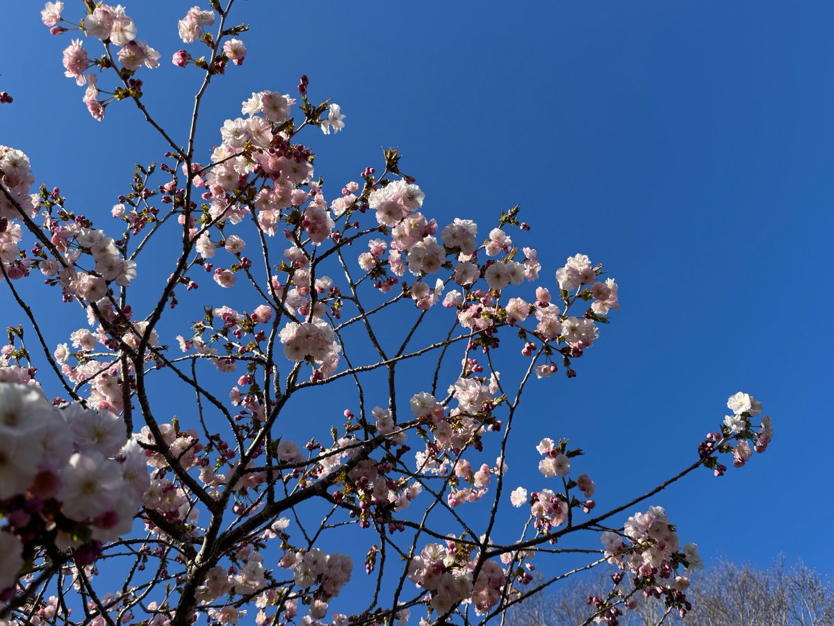 野良猫 tweet media