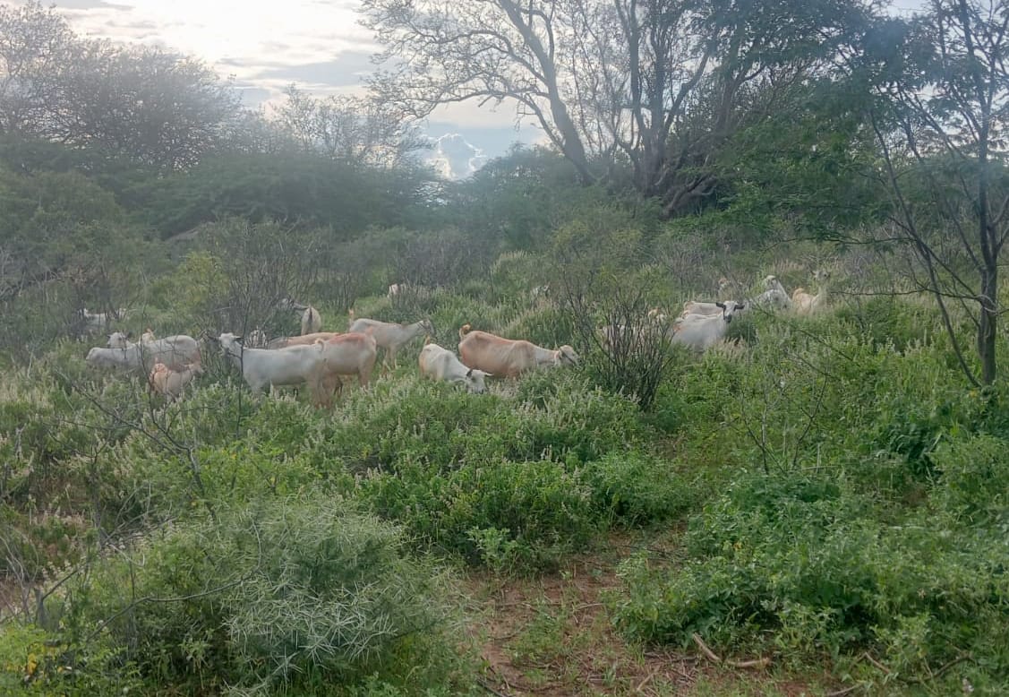 National Police Service-Kenya tweet media