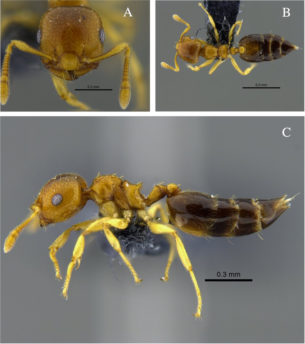 BioDataJournal's tweet image. 🐜Researchers mapped "acrobat #ants" across Colombia's threatened #tropical dry #forests, finding 23 species - most abundant in the Caribbean region. The findings highlight both their resilience to #habitat loss and major gaps in coverage. Learn more here: doi.org/10.3897/BDJ.14…