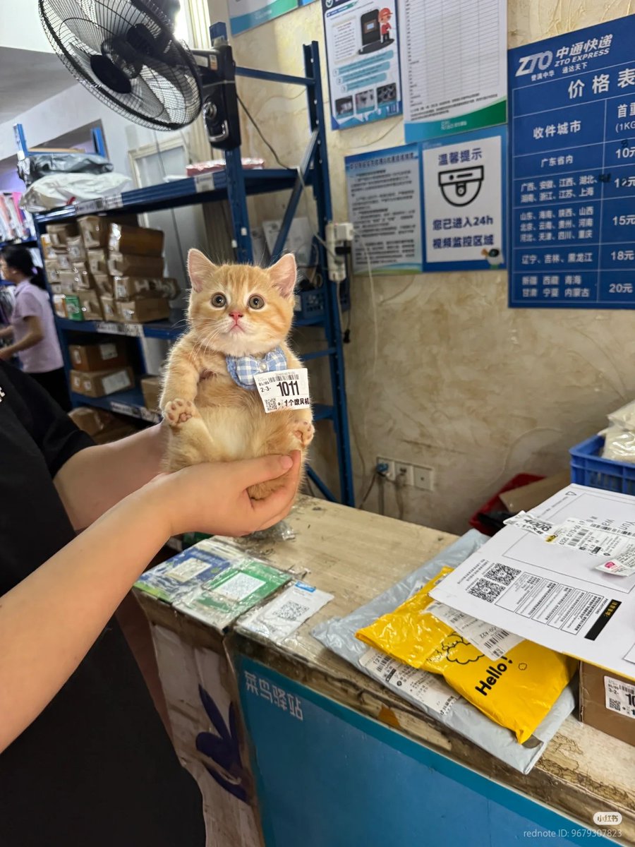 No Context Cats tweet media