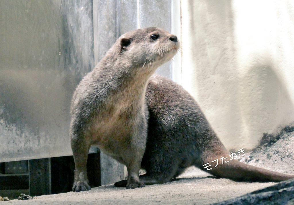 たぬきページ ③aniike_1-scaled.jpg