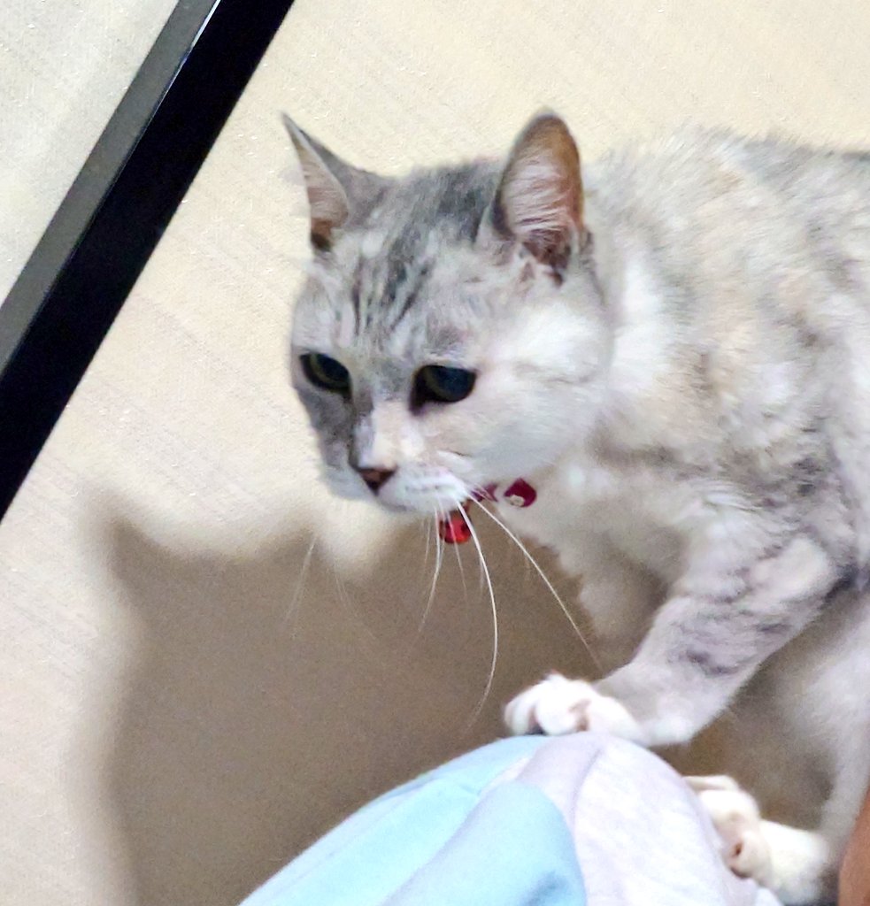 新刊はどれや……