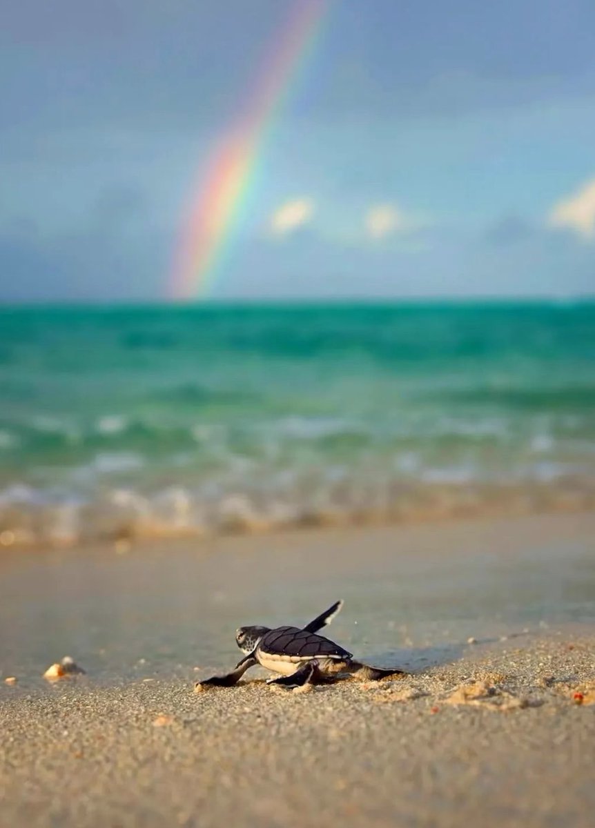 earthcurated's tweet photo. For sea turtles, survival is brutal only about 1 in 1,000 hatchlings reach adulthood.

Every adult is a quiet miracle, a life that beat impossible odds | photography by rosslongphoto https://t.co/nHVf67r4sN