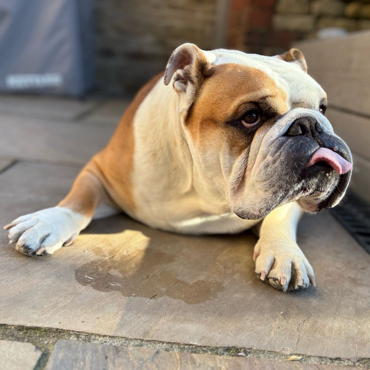 barney_bulldog's tweet image. Not quite so sunny, so my #TongueOutTuesday 👅 this week is my official complaint! 🐶🐾❤️ Barney #BarneyTheBulldog #DogsOfTwitter #DogsOfIG #EnglishBulldog