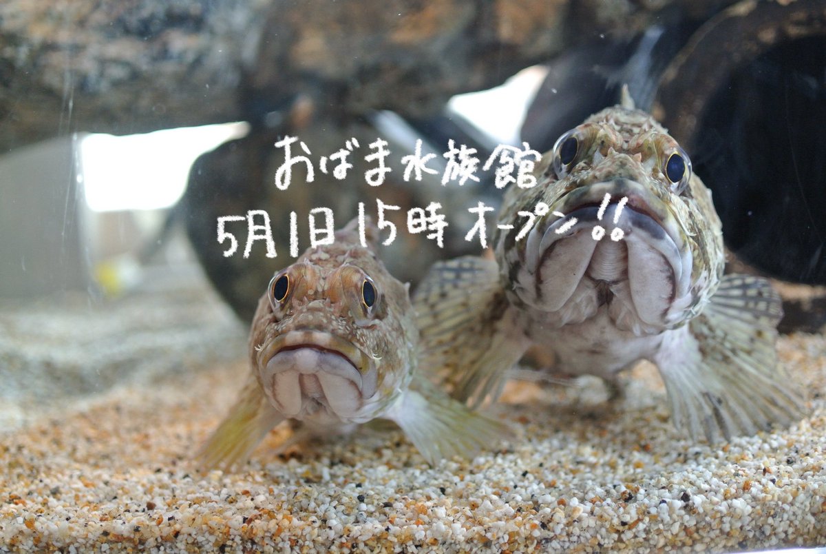 おばま水族館 tweet media
