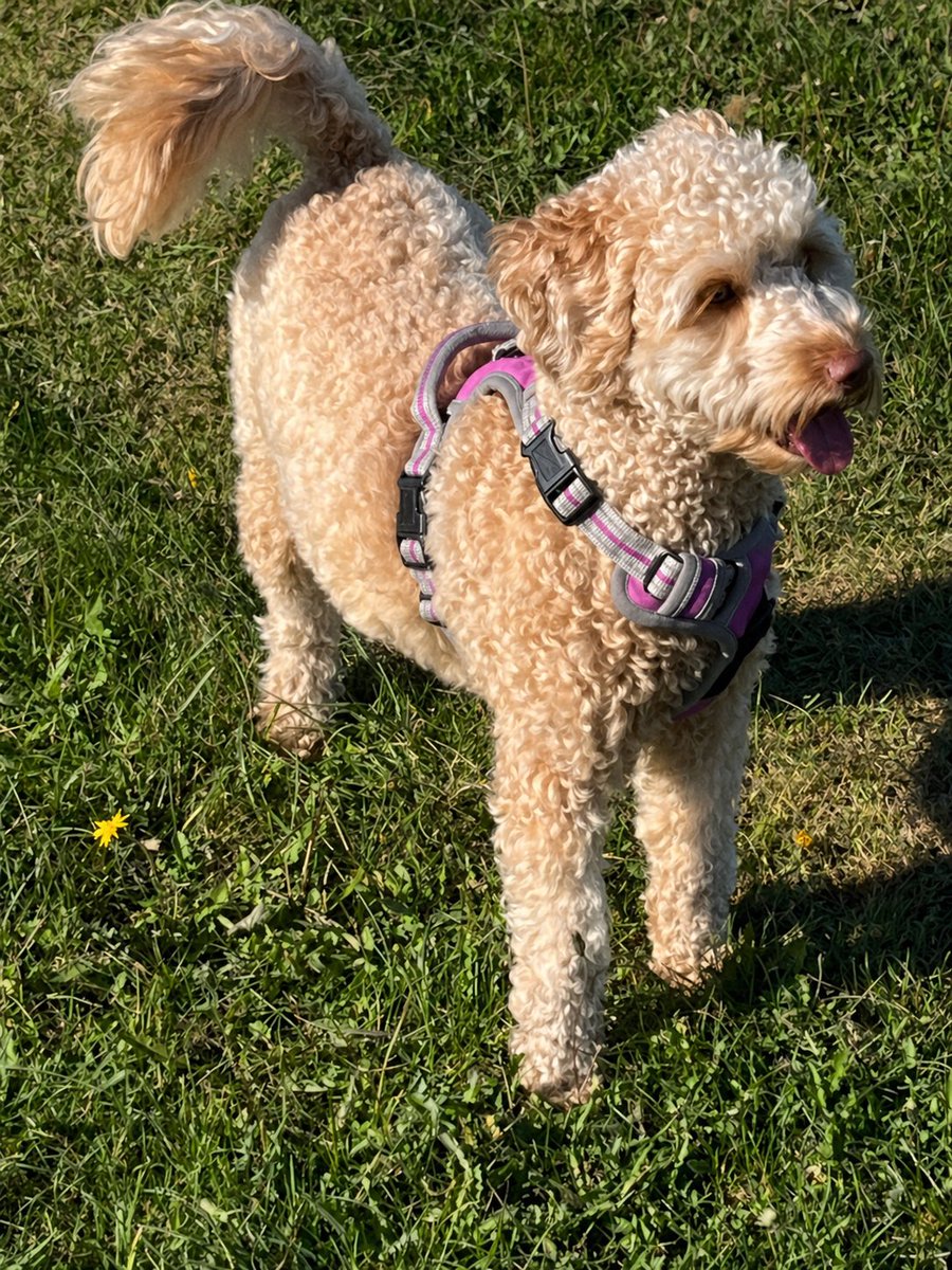 melanie_mjk's tweet image. Having fun in the sun! Happy #TongueOutTuesday to my furry friends..Best wishes Ella 🐶🐾💖