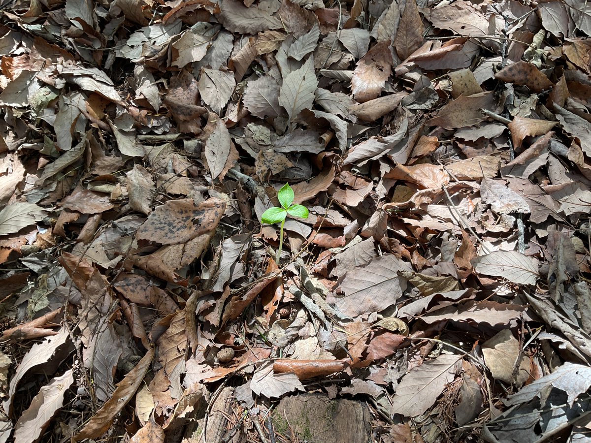 sweetsgrandmama's tweet image. Finally realized it when I looked at my feet. The #hope can always sprout even in the worst condition. Looking back my #life, that's how things have been. Felt good #day. Ob-la-di,Ob-la-da,Lalalala🎶 ＃BEATLES