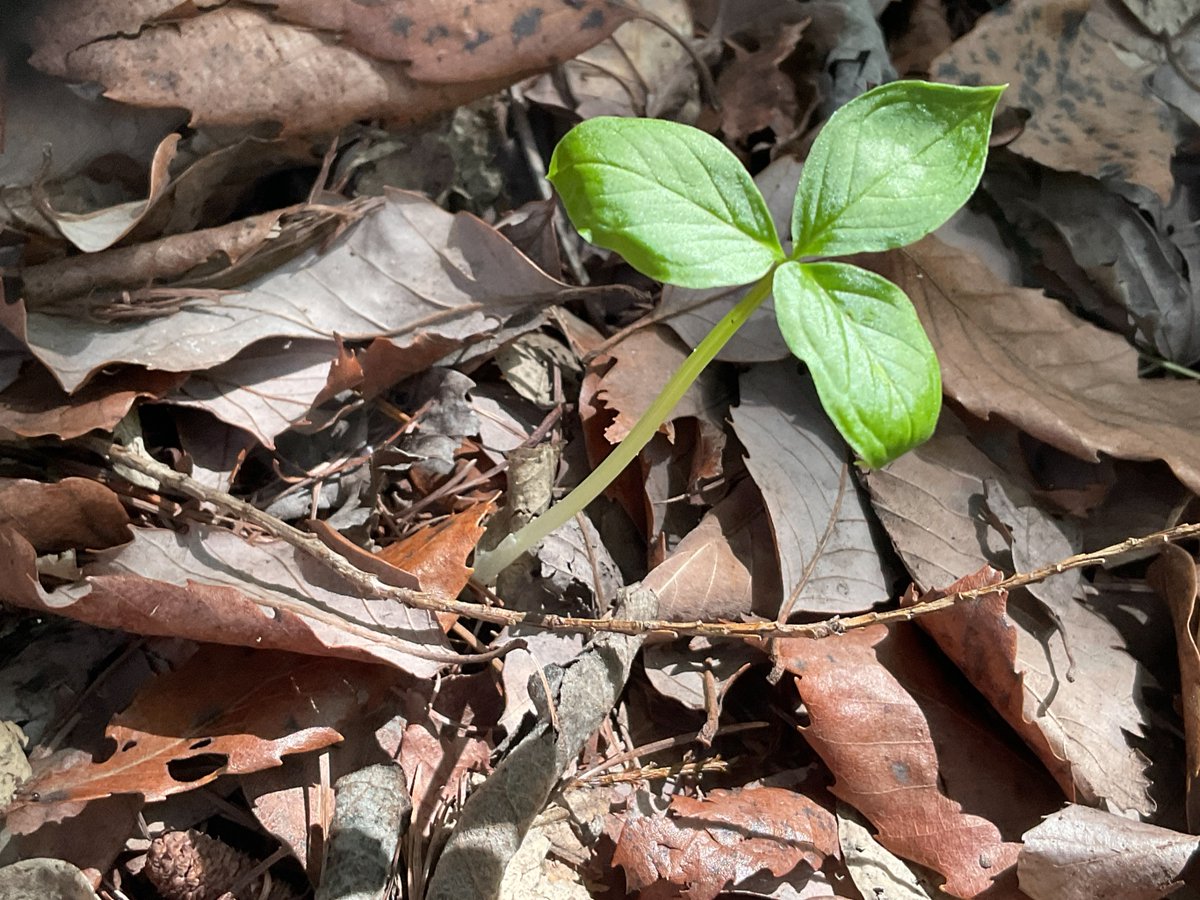 sweetsgrandmama's tweet image. Finally realized it when I looked at my feet. The #hope can always sprout even in the worst condition. Looking back my #life, that's how things have been. Felt good #day. Ob-la-di,Ob-la-da,Lalalala🎶 ＃BEATLES