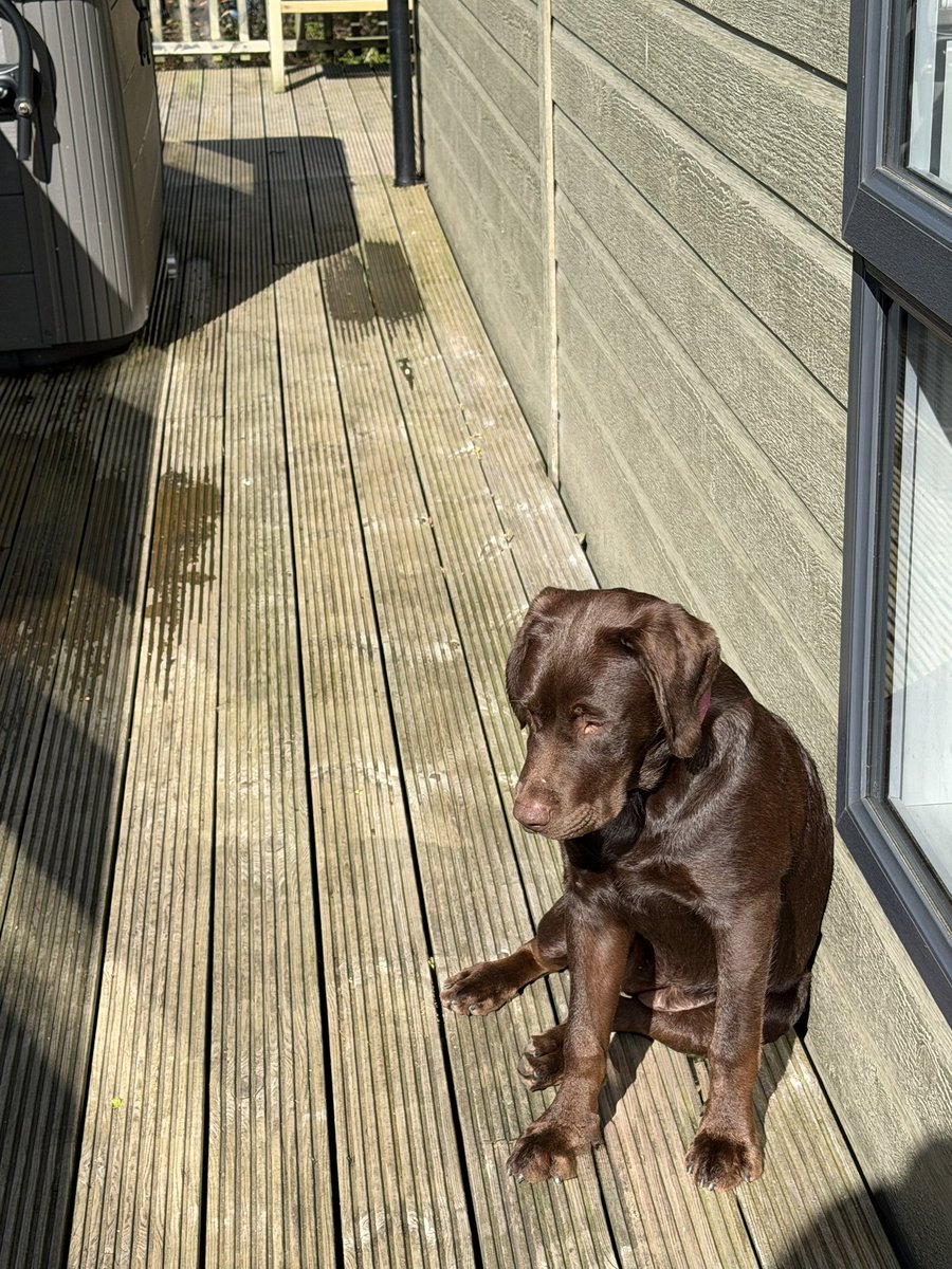 DobermanRoxythe's tweet image. Bags packed, Car loaded &amp;amp; Rosie the #Labrador #Puppy is very upset that we’ve got to go home 😢

She’s had an absolute blast in the #LakeDistrict