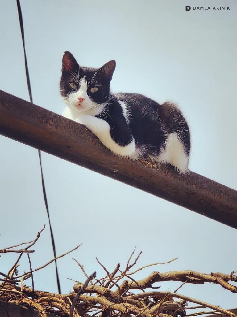 DaMLaAknK's tweet image. 📷 Minibüs şoförü gibi kolu dayamış. "Sarıyer bir-kii, Sarıyer bir-kii!" 😆

#cat #straycat #sokakkedisi #streetphotography #sokakhayvanları