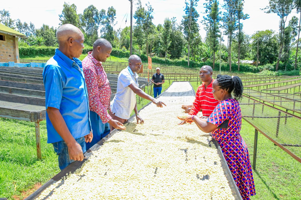 County_20's tweet photo. Governor @AnneWaiguru has announced a historic Ksh 7.4 billion coffee payout to Kirinyaga farmers, marking one of the highest earnings ever recorded in the county.  #WiraWarie #FinishingStrong #KaziIongee https://t.co/hTbL8WNBQ5