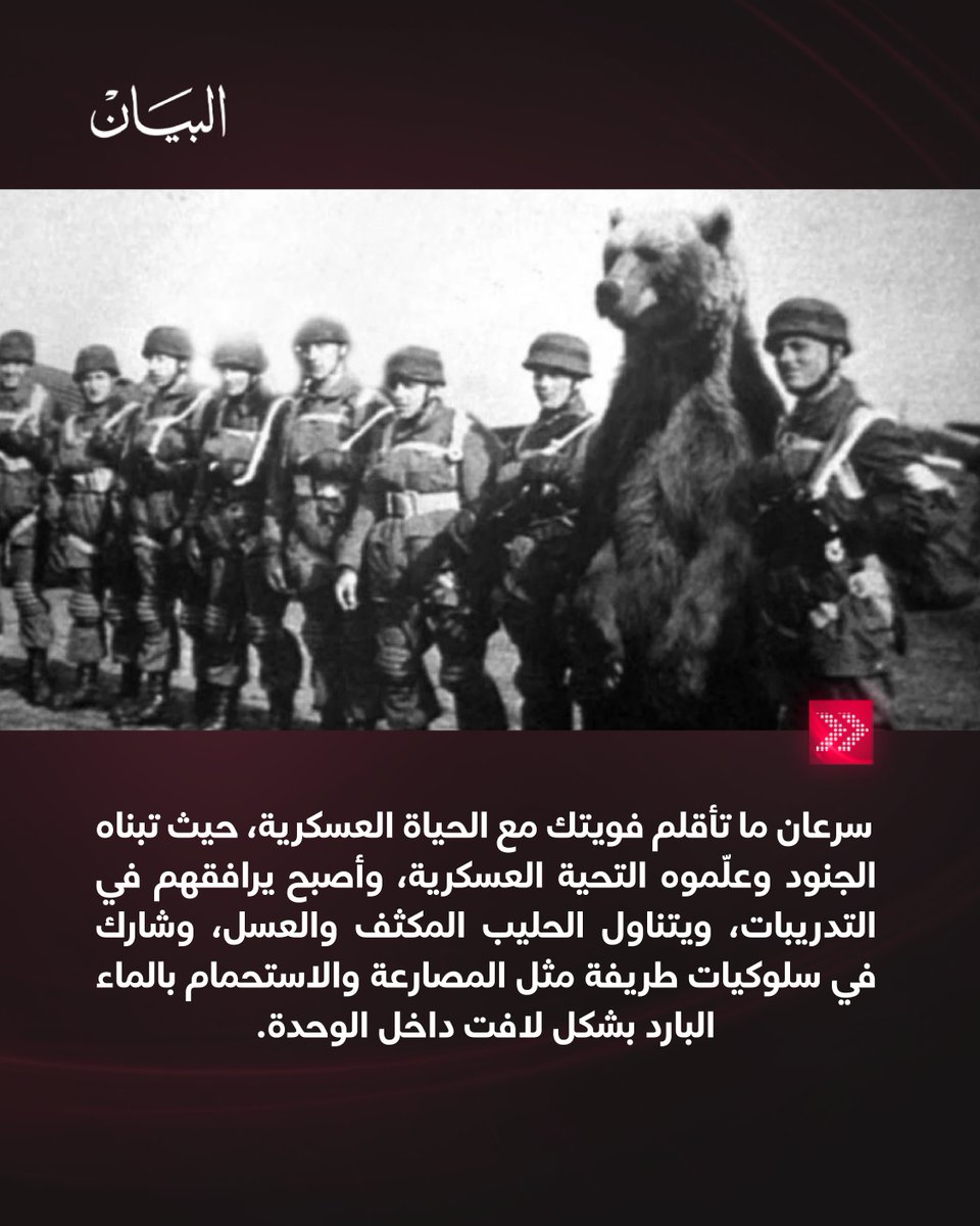 AlBayanNews's tweet image. الدب الذي حمل قذائف الحرب… القصة الحقيقية لأغرب جندي في التاريخ

albayan.ae/news/world/122…

#صحيفة_البيان