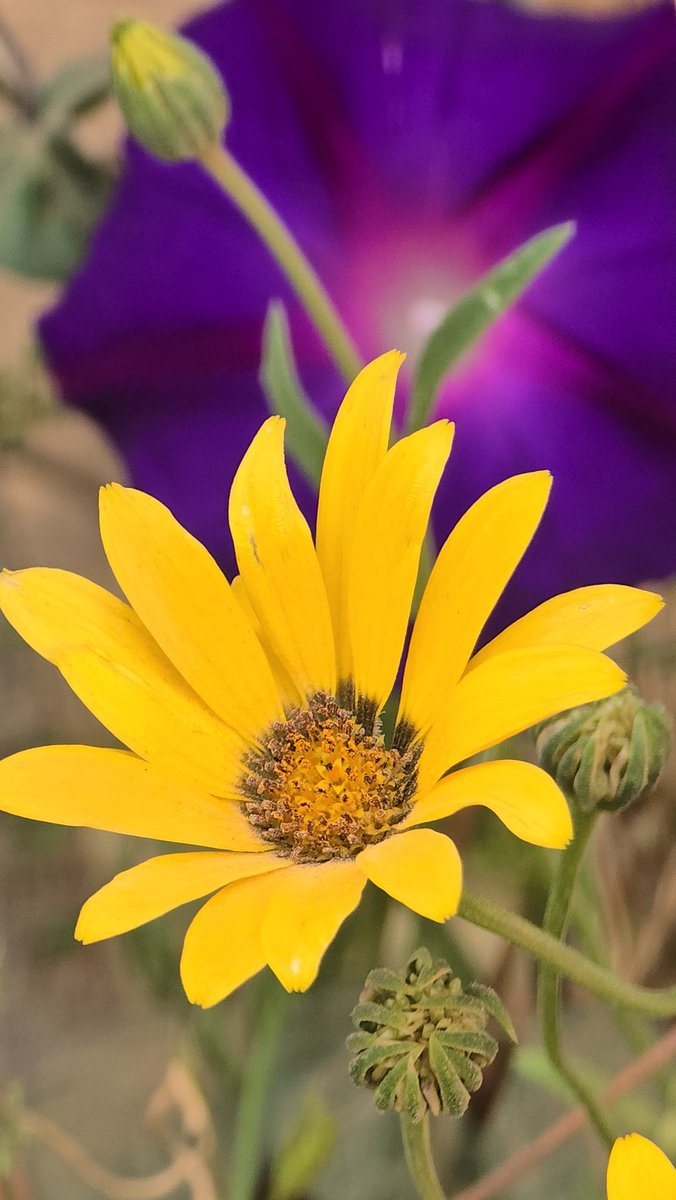 حـــــ🌹ـــــديقة الــــ🌹ـــجوري tweet media