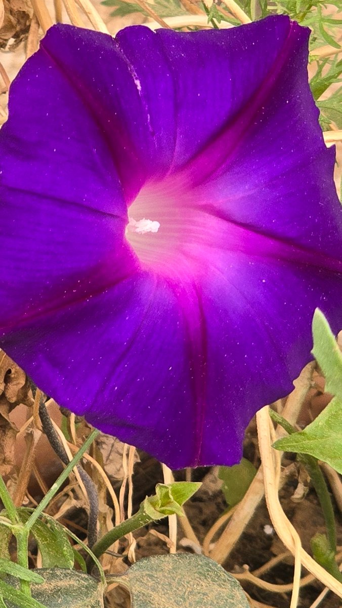 حـــــ🌹ـــــديقة الــــ🌹ـــجوري tweet media