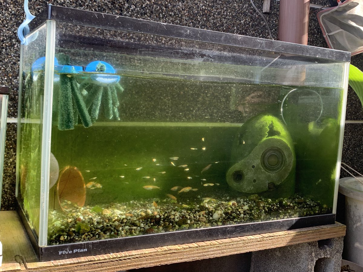 teto041's tweet photo. 苔なのか、藻なのか。 https://t.co/BJnYMXSgVz
